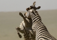 Plains Zebras fighting