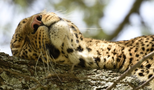 Male Leopard in his dreams
