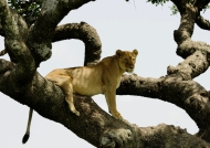 Female Lion in a tree…