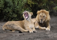 Couple of Lions