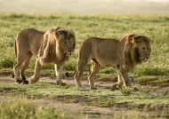 Lions m. crossing the plain