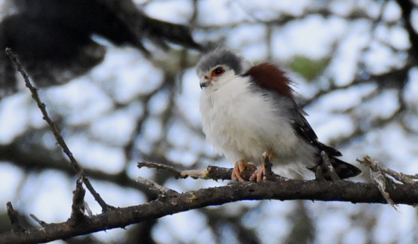 Pygmy Falcon – immature-f.