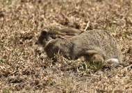 Camouflage of Scrub Hare