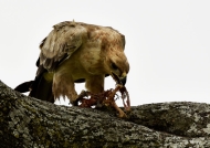 Tawny Eagle eating a prey