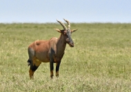 Topi – social & fast antelope