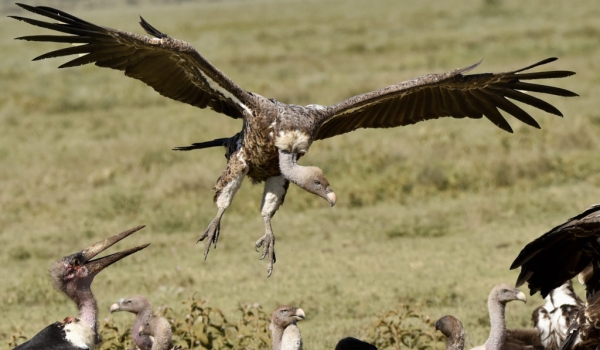 Ruppell’s Vulture landing