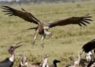 Ruppell’s Vulture landing