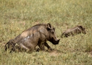Warthog – male
