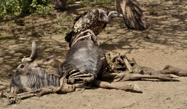 Wildebeest carcass