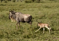 Wildebeest with calf