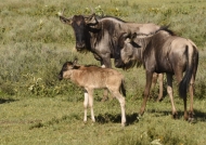 Wildebeests with calf