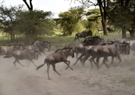 Blue Wildebeests in hurry….