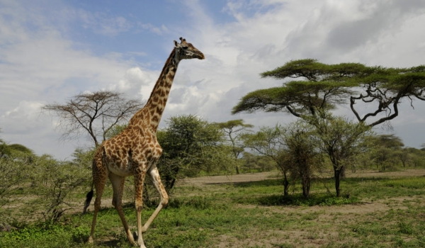 Masai Giraffes