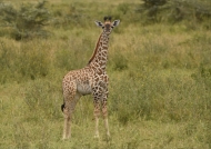 Baby Giraffe (less 1 month)