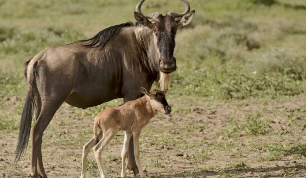 Mother Wildebeest & her baby
