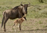 Mother Wildebeest & her baby