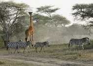moving among Zebras,