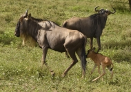 Blue Wildebeests with baby