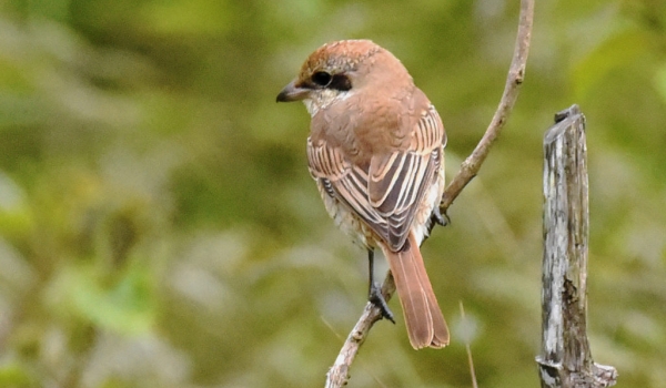 Brown Shrike – India