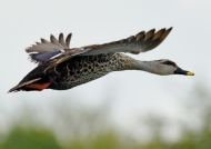 Spot-billed Duck – male