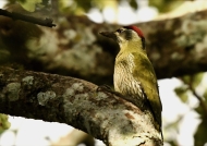 Streak-throated Woodpecker-m. – India