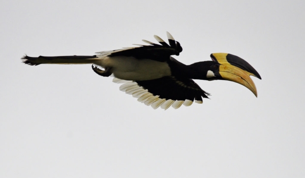 Malabar Pied Hornbill – m.