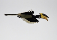 Malabar Pied Hornbill – m.
