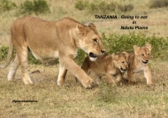 4 Lion Cubs going to eat with Mom in the plain ———————269K VIEWS