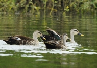 Indian Spot-billed Ducks