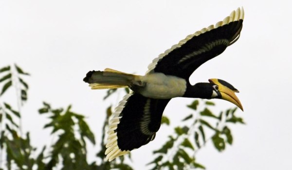Malabar Pied Hornbill – f.