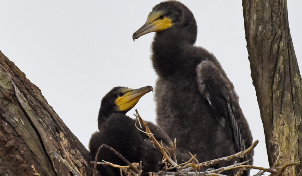 Great Cormorants – juveniles