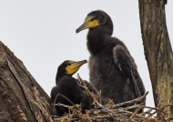 Great Cormorants – juveniles