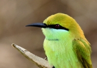 India birds – 2