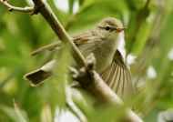 Greenish Warbler – India