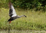 Spot-billed Duck m. taking off
