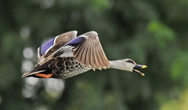 Spot-billed Duck – male