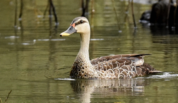 Spot-billed Duck – female
