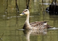 Spot-billed Duck – female