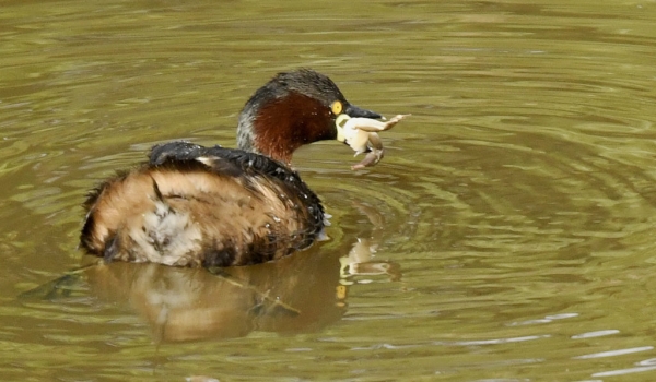 Little Grebe with Frog