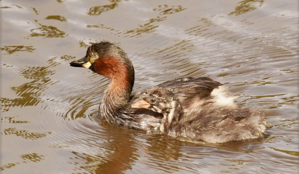 Little Grebe with juvenile