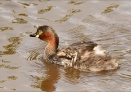 Little Grebe with juvenile