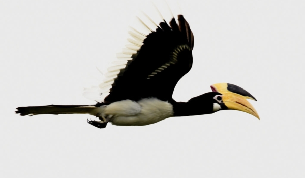 Malabar Pied Hornbill – f.