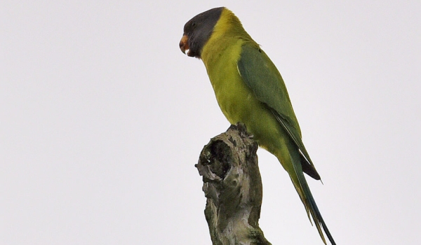 Plum-headed Parakeet – female – India