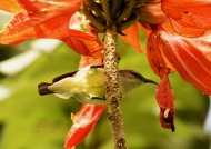 Purple Sunbird – female – India