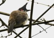 Red-whiskered Bulbul – India