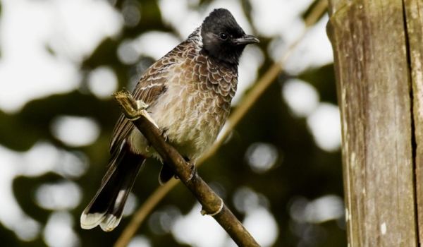Red-vented Bulbul  – India