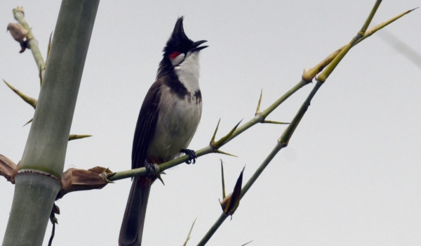 Red-whiskered Bulbul  – India