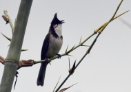 Red-whiskered Bulbul  – India