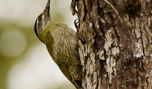Streak-throated Woodpecker-f. – India