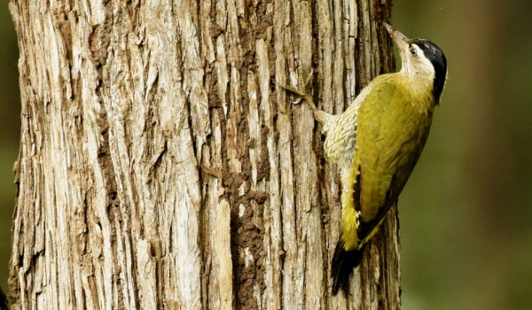 Streak-throated Woodpecker-f. – India